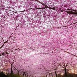 Meet your Posher, Aida